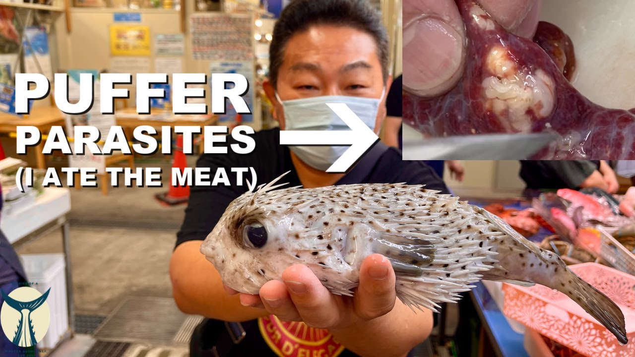 POISON PUFFER FISH WITH PARASITES - Okinawa Street Food - YouTube