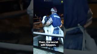 What happens to male calves on dairy farms?