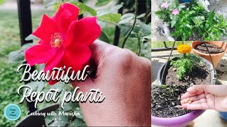 How to repot plants | Best repotting method | summer backyard gardening Vlog | #repottingplants