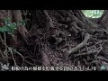 ⚠️最古の龍神神事が残る辰年 最強の神社！この神社を参らずに今年の開運はありません！【福岡県糸島市 雷神社】【祭神：水火雷電神 高祖大神 香椎大神】