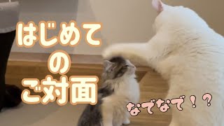 先住猫と対面させてみたらまさかの反応...!?