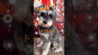 【明日はトリミング💦】　　　　#シュナウザー #シュナウザー #schnauzer #dog #ミニチュアシュナウザー #ミニシュナ #犬 #犬との暮らし #いぬ #トリミング