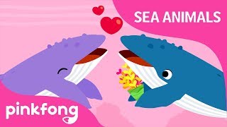 Singer Whale | Sea Animals Song | Learn Animals | Pinkfong Songs for Children
