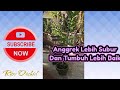 Cara Memindahkan Anggrek Ke Pot Baru ‼️ Supaya Anggrek Tumbuh Dengan Baik #anggrekdendrobium #orchid