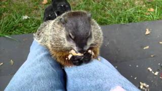 Groundhog loves peanuts - and snuggles