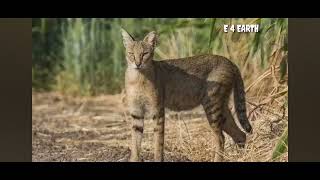 എന്താണ്  വള്ളി പുലി 🐆🐈😁🥰🥰❤️ കാട്ടു പൂച്ച 🐈🐈  wild cat #Wild #cat