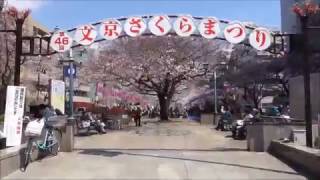 文京さくらまつり（播磨坂の桜並木）