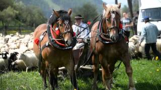 Wiosenny redyk Szczawnica-Jaworki