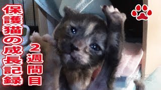 保護仔猫らな。隔離部屋での2週間目【瀬戸のらな日記】Kitten Lana, 2 week in a kitten room