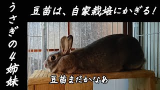 ♯21【うさぎ】ここに可愛いうさぎがいます(´ω｀)【癒し】