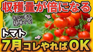 【トマト】実は7月に収穫量が倍に増える方法があります【6選】