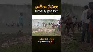 Bhariga Chepalu Paduthunna Stanikulu | Adilabad District  | Karthwada project | #way2newstelugu