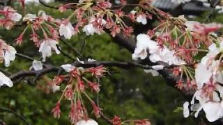 4K　雪桜　Snow cherry