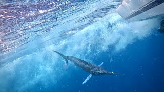 Marlin Fishing NSW South Coast