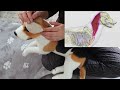 【前足が硬直する老犬】伏せの体勢になりやすくする犬マッサージ massage for older dogs with stiff forelegs