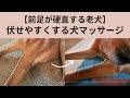 【前足が硬直する老犬】伏せの体勢になりやすくする犬マッサージ Massage for Older Dogs with Stiff Forelegs