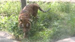 臺北市立動物園_亞洲熱帶雨林區_孟加拉虎Bengal Tiger_01