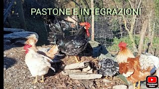 PASTONE PER LE GALLINE E INTEGRAZIONI