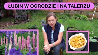 Łubin - Idealny Kwiat, Który Pomaga Innym Roślinom I Glebie