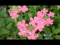 22 🏞ひとり長良川🥹　🌸ﾘｸｴｽﾄ曲🌸水森かおり　cover🎤koza！