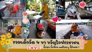 ( FULL ) Pet Lover by Jerhigh EP.01 | เด็กวัด 4 ขา...ขวัญใจมหาชน