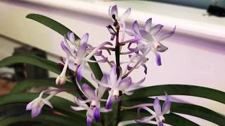 Neostylis Lou Sneary \