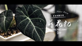 蒔花記 第二十八日 | Flower Diary Day 28 | 黑絲絨觀音蓮 Alocasia Black Velvet (冰淇淋紅茶)