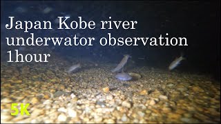 【5.3K】relax river underwater observation at night～夜の川・水中観察・睡眠導入～Japan Hyogo Kobe・nature trip