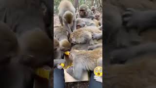 Monkeys grabbing from box