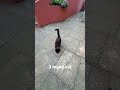 three legged cat