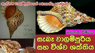 වාලම්පුරියේ ඇත්ත බලය ලබාගන්න