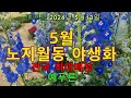 24년5.13) 5월 전국최대 노지월동 야생화 매장 예푸른