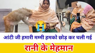 monkey Rani Miss mummy।। news reporter from dalmau।। Aakash monkey Rani interview।। @AkashRBL783