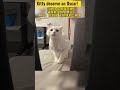 cat change face immediately dancing dress cute kitty deserve an oscar 小貓咪对视时馬上變臉，跳舞賣萌装可愛！