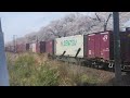 一目千本桜でeh500形金太郎貨物列車通過！サービス汽笛あり