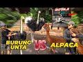 GAWATT.. ! ALPACA MAU DI T3NDANG BURUNG UNTA..!!