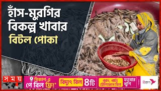 পোকা চাষে মাসে আয় ৪০ হাজার! | Beetle | Scarabs | Beetle Farming in Bangladesh | Somoy TV