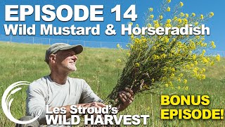 Wild Harvest | Season 2 | Episode 14 BONUS EP!  | Wild Mustard & Horseradish