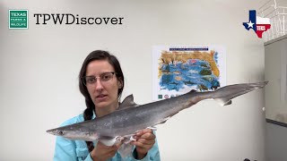 TPWDiscover | Shark Anatomy