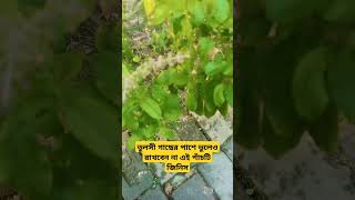 তুলসী গাছের পাশে ভুলেও রাখবেন না এই পাঁচটি জিনিস #pleasesubscribe #bkfamily #viralshort