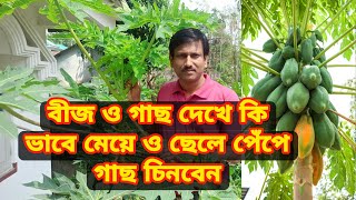 মেয়ে পেঁপে চারা গাছ চেনার উপায় ৷ How to choose girl papaya tree.