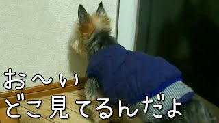 【ヨークシャテリア】オヤツが待ちきれないヨークシャテリア【Yorkshire terrier】