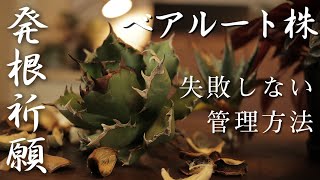 アガベのベアルート株を発根させる方法【agave 育て方】