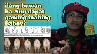 ilang buwan ba dapat Ang gagawing inahing baboy?