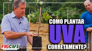 Como Plantar UVA Corretamente?