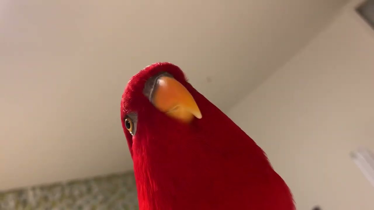 Red birb🍅Mild alarm clock