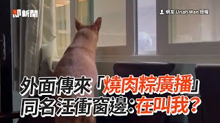 外面傳「燒肉粽叫賣聲」同名汪衝窗邊：叫我嗎？｜寵物動物｜米克斯｜狗狗