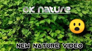 Nature | Nature WhatsApp status | Beautiful view | Nature | Nature Full screen video ok nature