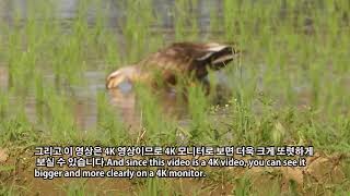 원래 철새였다가 지금은 우리나라의 텃새가 된 흰뺨검둥오리 4K영상 4K video of white-cheeked duck, now a resident bird in Korea