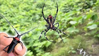 巨大なクモの巣に虫を投げると…